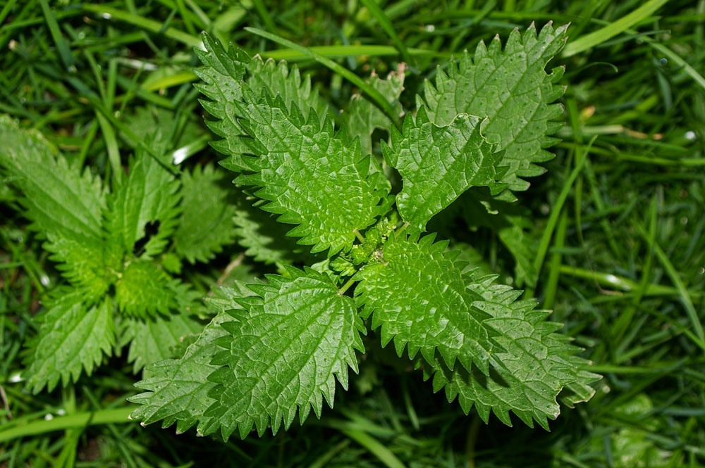 Urtica urens / Ortica minore